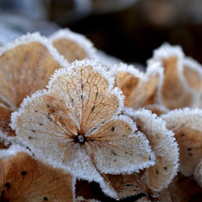T-HOBBY Cine99 350KV Motor 4mm Shaft Diameter for Sharp Turns High-Speed Tracking Dynamic Cinematic Shots
T-HOBBY Cine99 350KV Motor 4mm Shaft Diameter for Sharp Turns High-Speed Tracking Dynamic Cinematic Shots