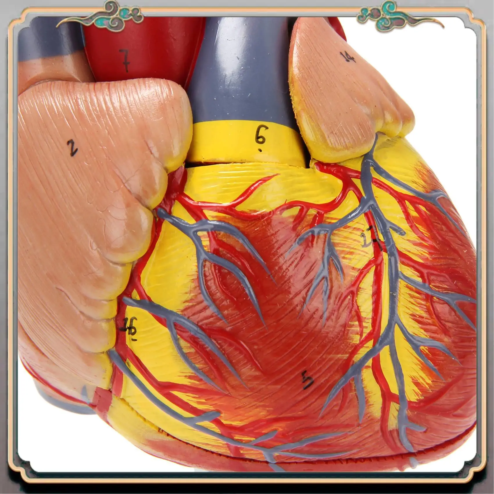 Durable 1: 1 Human Heart Model, Anatomically Accurate Heart Model Life Size Human Skeleton Anatomy For Science Classroom Study D
Durable 1: 1 Human Heart Model, Anatomically Accurate Heart Model Life Size Human Skeleton Anatomy For Science Classroom Study D