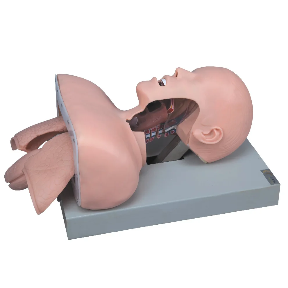 H-50 Medical Intubation Model Nurse Training Dummy Medical Trachea Endotracheal Intubation Training Model
H-50 Medical Intubation Model Nurse Training Dummy Medical Trachea Endotracheal Intubation Training Model