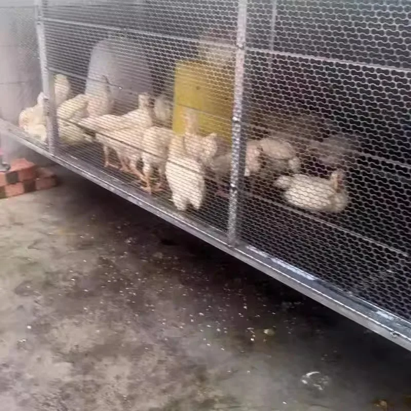 Клетка для голубя Клетка для курицы Бытовая клетка для кроликов Разведение
Клетка для голубя Клетка для курицы Бытовая клетка для кроликов Разведение