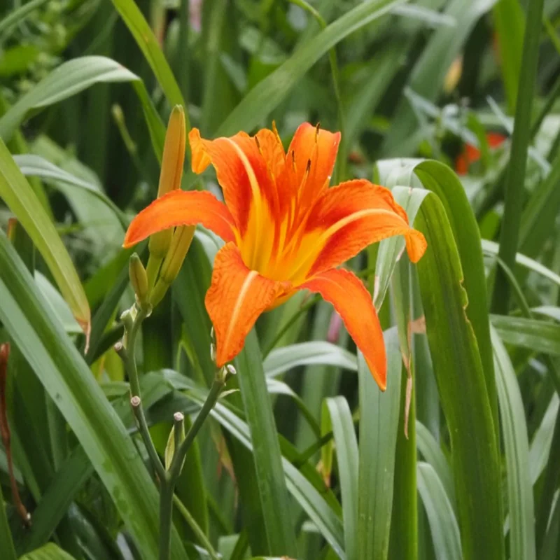 Flywoo GOKU F722 Pro Mini V2 45A 32Bit 128K 20X20 Stack Plug&Play O4 / O4 Pro for fpv drone diy parts
Flywoo GOKU F722 Pro Mini V2 45A 32Bit 128K 20X20 Stack Plug&Play O4 / O4 Pro for fpv drone diy parts