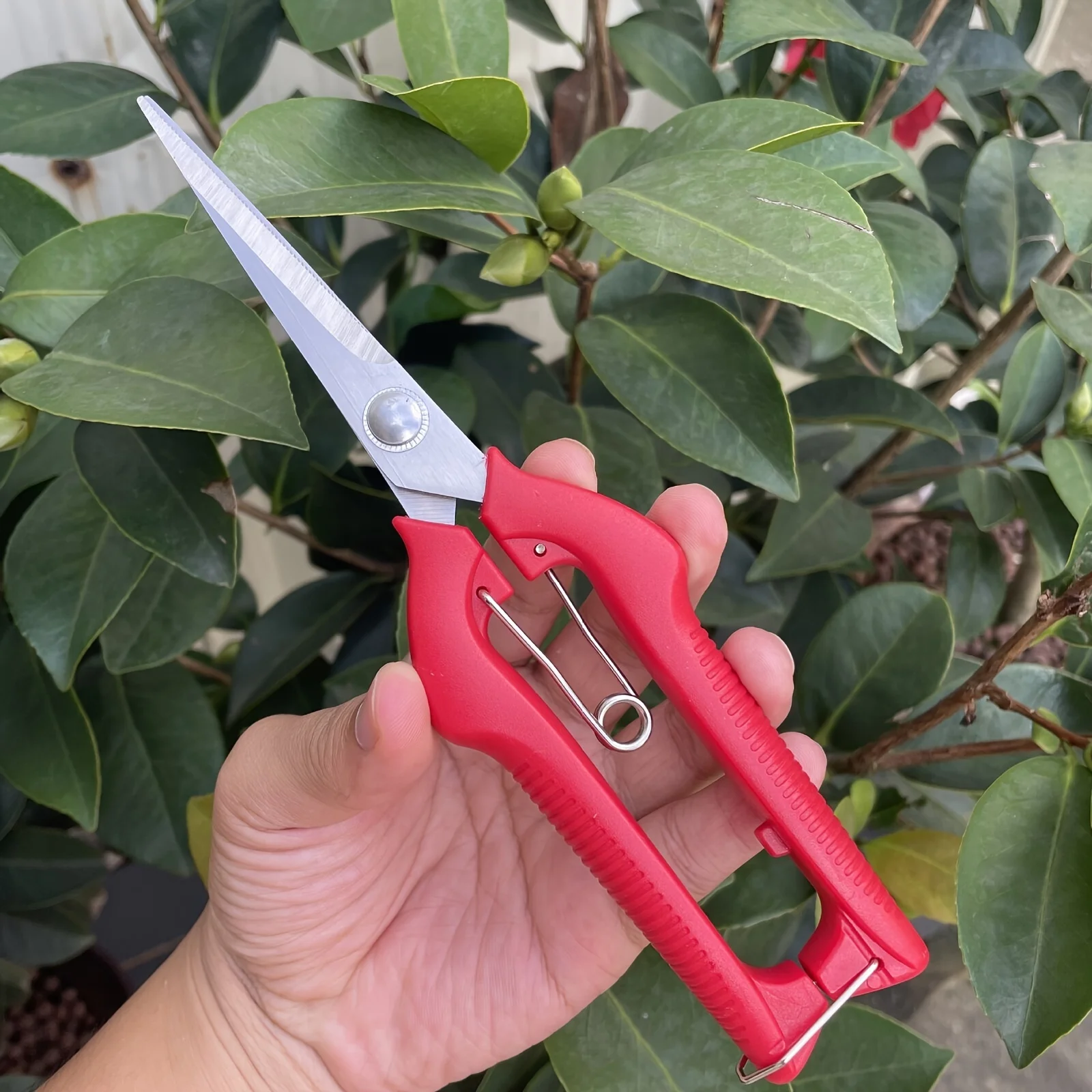 Grape Scissors Pruning Shears Garden Tool Vegetable Patch Bonsai Professional Joinery Stainless Steel Fruit Picking With Lock
Grape Scissors Pruning Shears Garden Tool Vegetable Patch Bonsai Professional Joinery Stainless Steel Fruit Picking With Lock