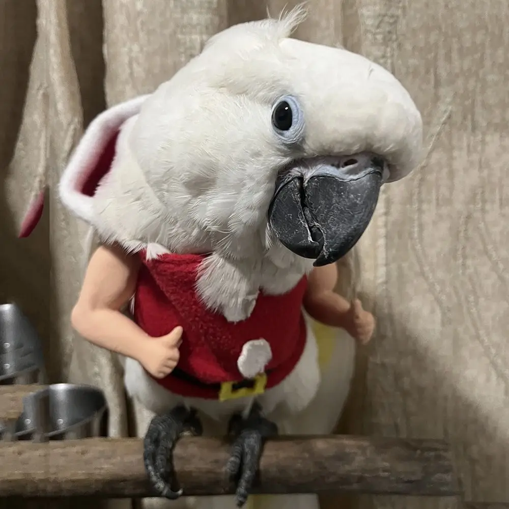 Funny Fighting Chicken Arms Giant Arm Hulk Arms Wearing Muscle Arm Artificial Novelty Chicken Arm Decoration Pet Theme Party
Funny Fighting Chicken Arms Giant Arm Hulk Arms Wearing Muscle Arm Artificial Novelty Chicken Arm Decoration Pet Theme Party