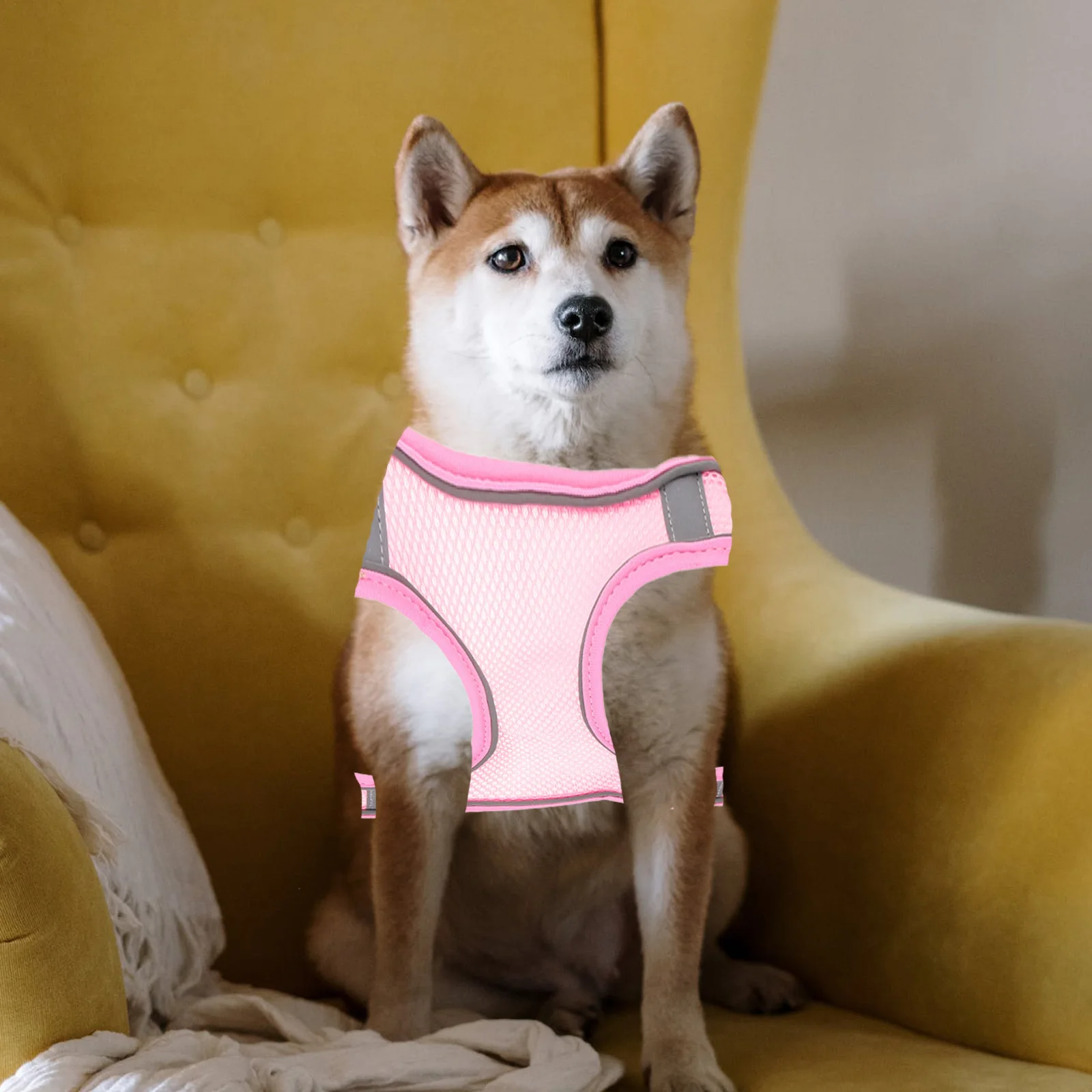 1Set Reflective Dog Harness Breathable Pet Harness with Leash Outdoor Walking Training Adjustable Small Dog Vest
1Set Reflective Dog Harness Breathable Pet Harness with Leash Outdoor Walking Training Adjustable Small Dog Vest