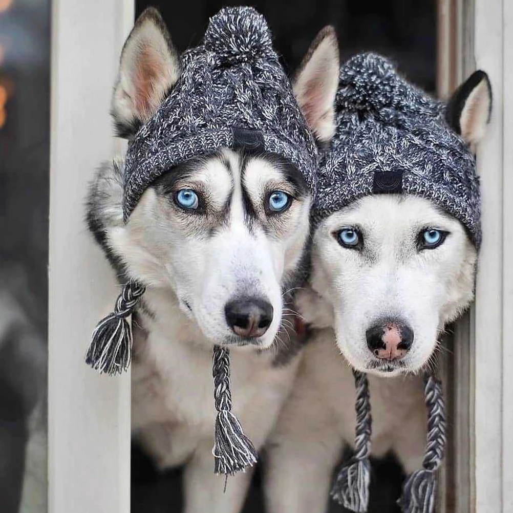 Pet Dog Knitted Winter Hat with Ear Holes Warm Head Cover for Small Medium Dogs Cold Weather Hat Pet Winter Gift
Pet Dog Knitted Winter Hat with Ear Holes Warm Head Cover for Small Medium Dogs Cold Weather Hat Pet Winter Gift