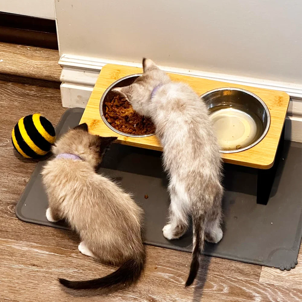 Two-slot cat bowl 15° tilt bracket anti-vomiting elevated cat food bowl and water bowl 2 pieces stainless steel
Two-slot cat bowl 15° tilt bracket anti-vomiting elevated cat food bowl and water bowl 2 pieces stainless steel