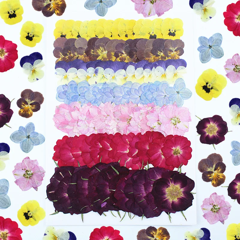 New Plant Specimen Handmade Resin Dried Flower Phone Case DIY Material Large Pack Flower Pansy Rose Photo Frame Painting
New Plant Specimen Handmade Resin Dried Flower Phone Case DIY Material Large Pack Flower Pansy Rose Photo Frame Painting