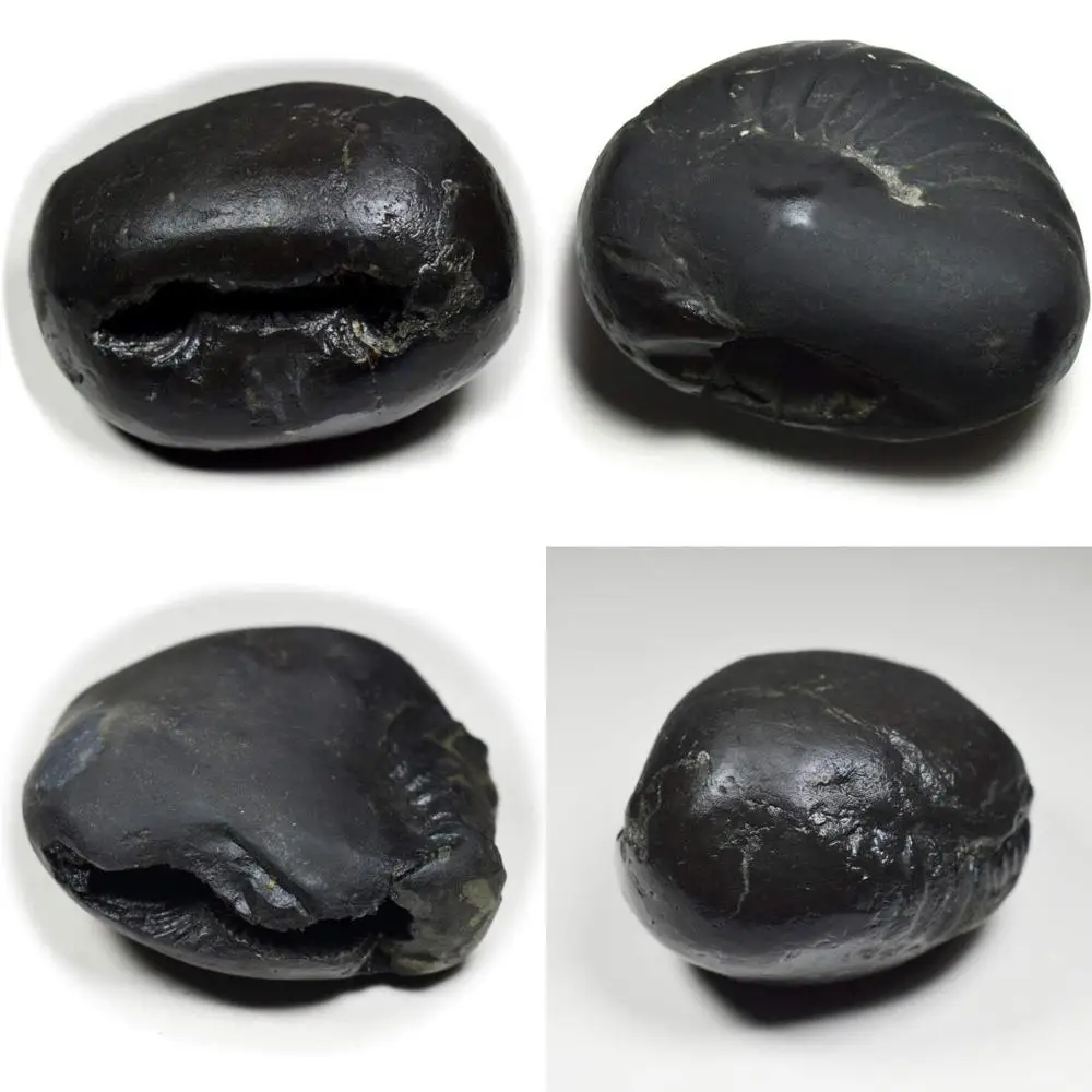 Оптовая продажа, качество A+, 55-каратный шелломграммный камень от Gandaki River, Nepal - Lord Vishnu Fossil для Devotees
Оптовая продажа, качество A+, 55-каратный шелломграммный камень от Gandaki River, Nepal - Lord Vishnu Fossil для Devotees