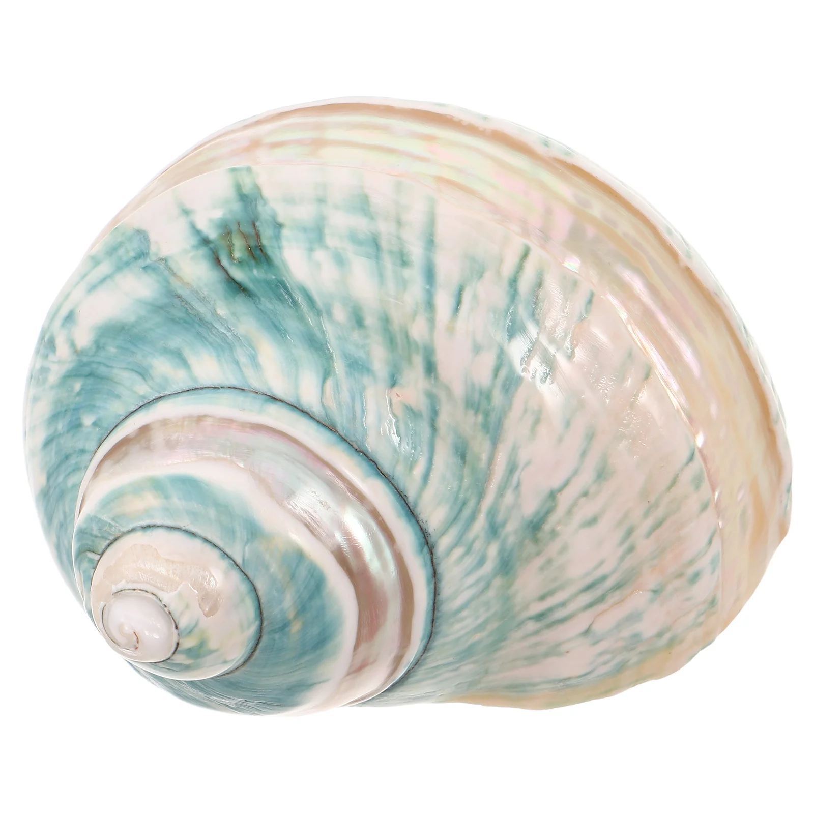 Natural Conch Shell Specimen Mediterranean Seashell Ornament Ocean-Themed Desktop Fish Tank Landscape Decorative Conch Decor
Natural Conch Shell Specimen Mediterranean Seashell Ornament Ocean-Themed Desktop Fish Tank Landscape Decorative Conch Decor