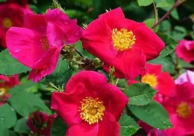 Alloy Robotic DIY Car Chassis DIY Car Robot With TT Motor Set 1 Layer RC Tank Chassis Building Block Motor 3-9v Crawler Smart
Alloy Robotic DIY Car Chassis DIY Car Robot With TT Motor Set 1 Layer RC Tank Chassis Building Block Motor 3-9v Crawler Smart