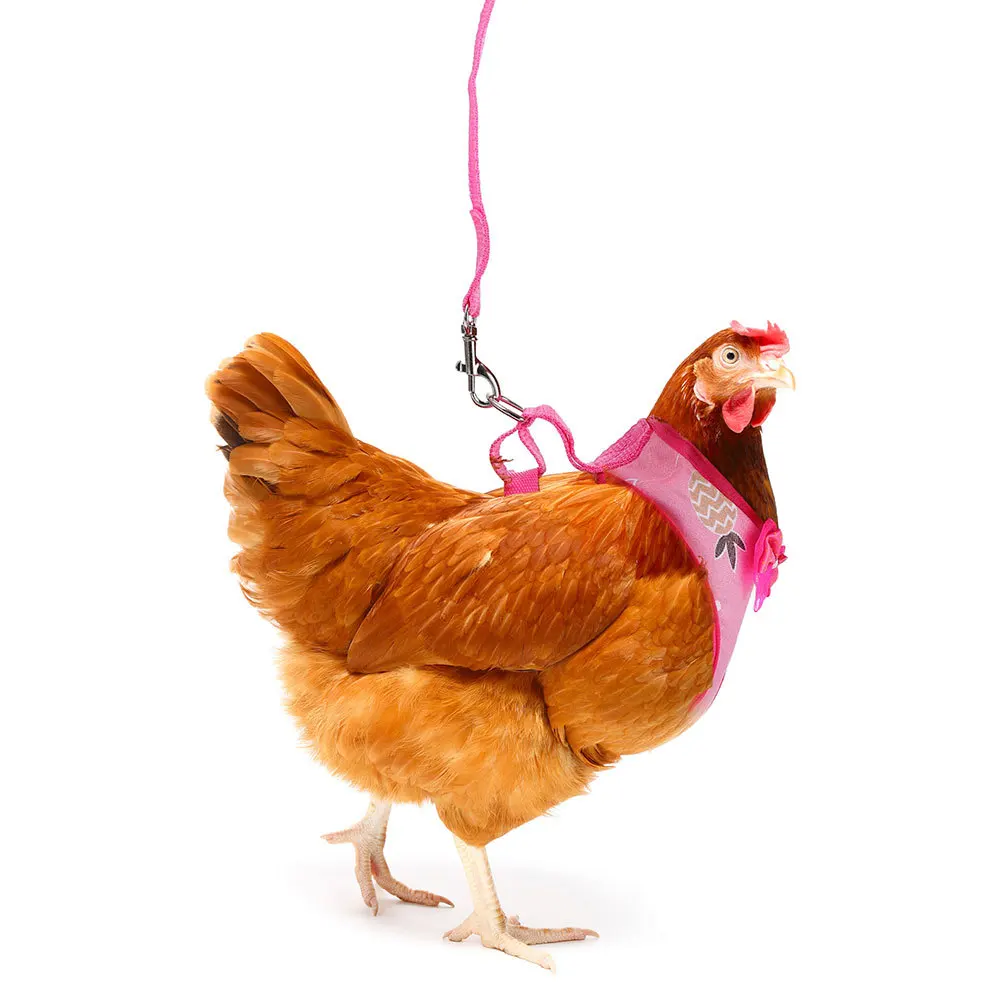 2Sets Pet Hen Leash Premium Rooster Harness Durable Adjustable Chicken Pulling Rope for Outdoor Relaxing Hen Leash
2Sets Pet Hen Leash Premium Rooster Harness Durable Adjustable Chicken Pulling Rope for Outdoor Relaxing Hen Leash