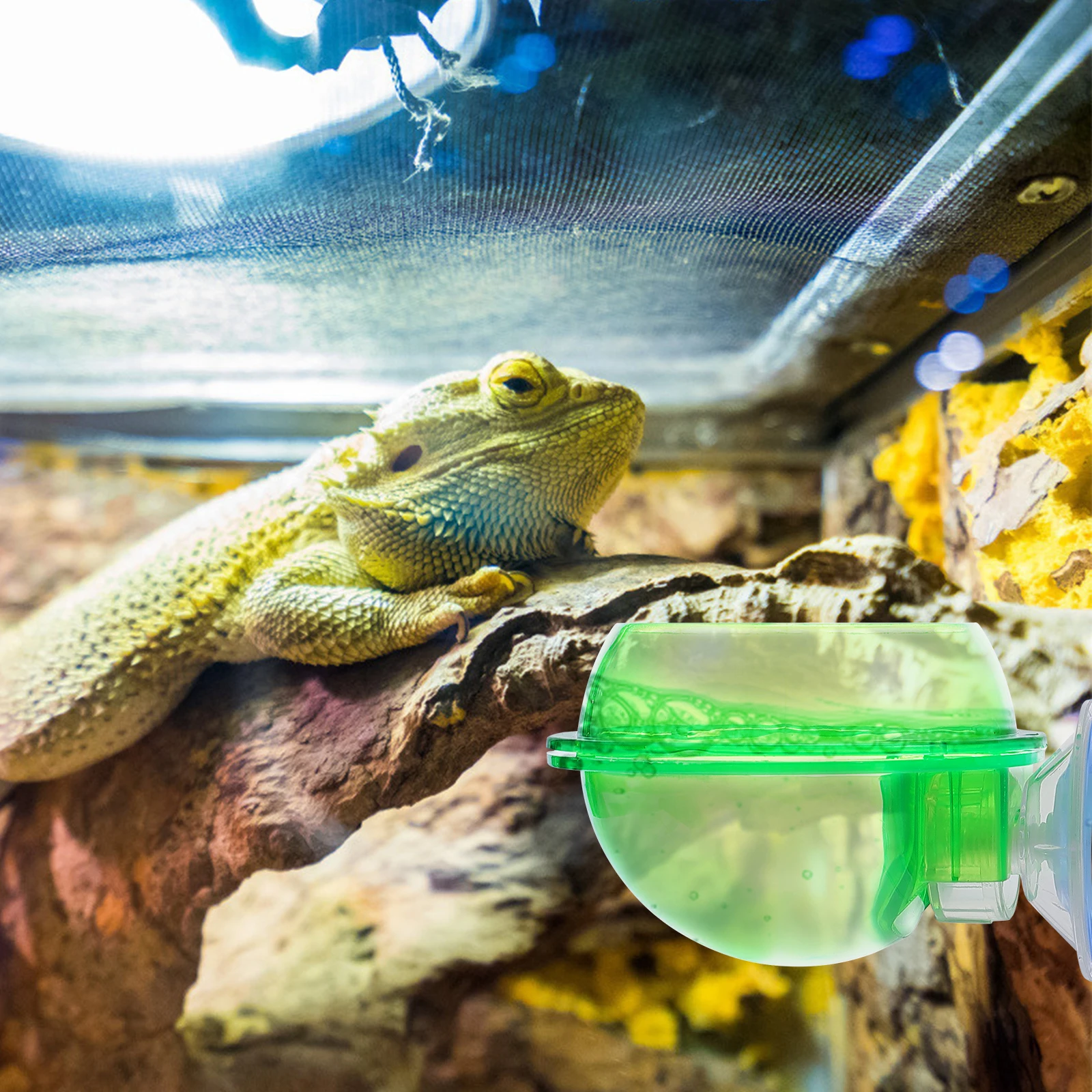 2 Pcs Drink Reptile Feeder The Animal Lizard Waterer Plastic with Suction Cup Cups
2 Pcs Drink Reptile Feeder The Animal Lizard Waterer Plastic with Suction Cup Cups