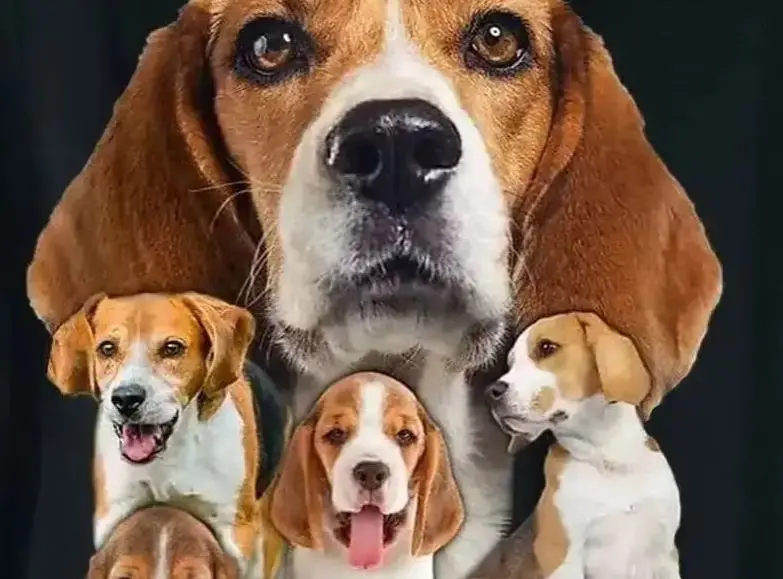 Модная подарочная футболка для любителей собак I Love My Beagle, летняя повседневная мужская футболка из 100% хлопка с круглым вырезом и коротким рукавом, размер S-3XL
Модная подарочная футболка для любителей собак I Love My Beagle, летняя повседневная мужская футболка из 100% хлопка с круглым вырезом и коротким рукавом, размер S-3XL