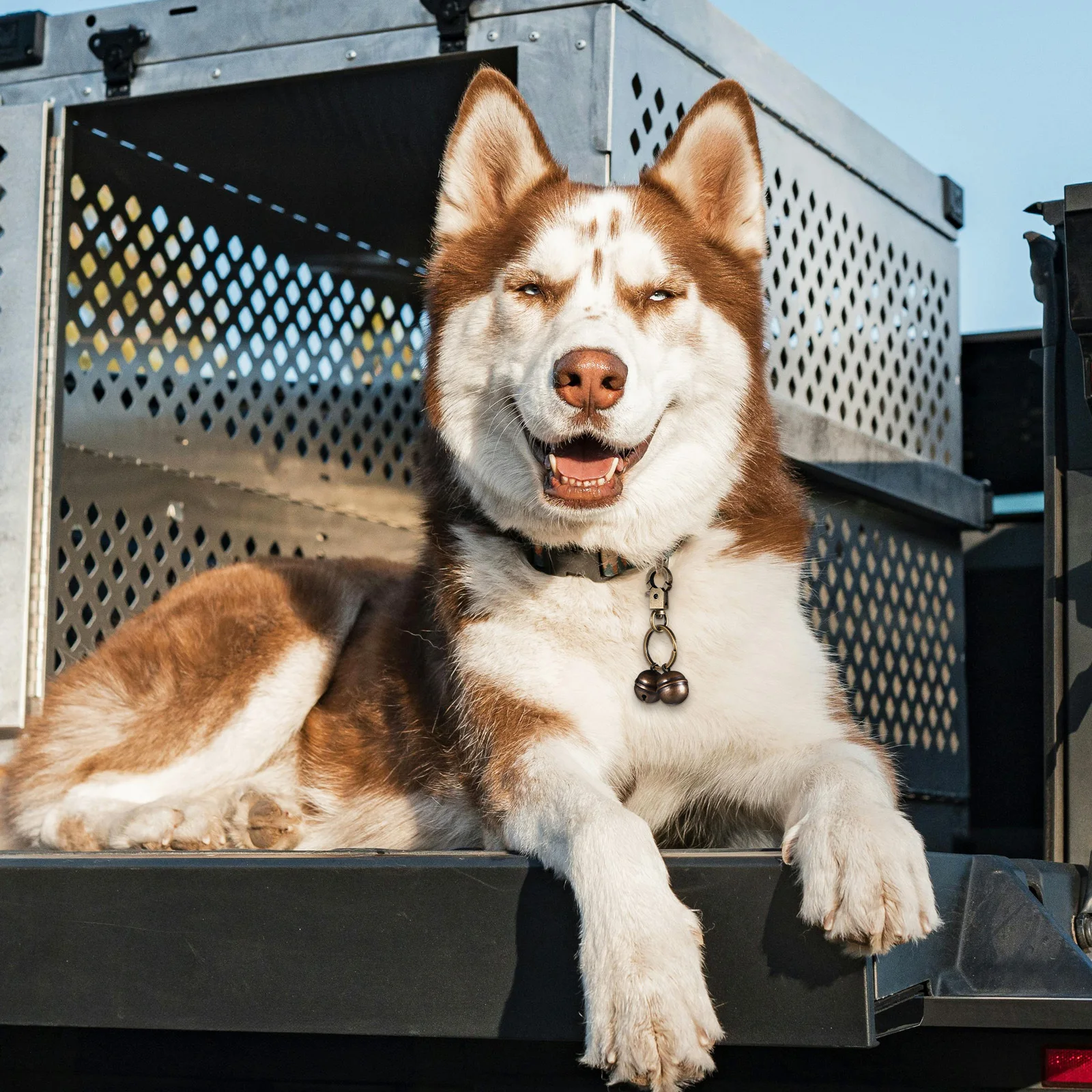 2pcs Pet Collar Bell Brass Finish Dog Collar Bell For Hunting Tracking Outdoor Use Spring Snap Hook Cat Dog Charm Accessory Pet
2pcs Pet Collar Bell Brass Finish Dog Collar Bell For Hunting Tracking Outdoor Use Spring Snap Hook Cat Dog Charm Accessory Pet