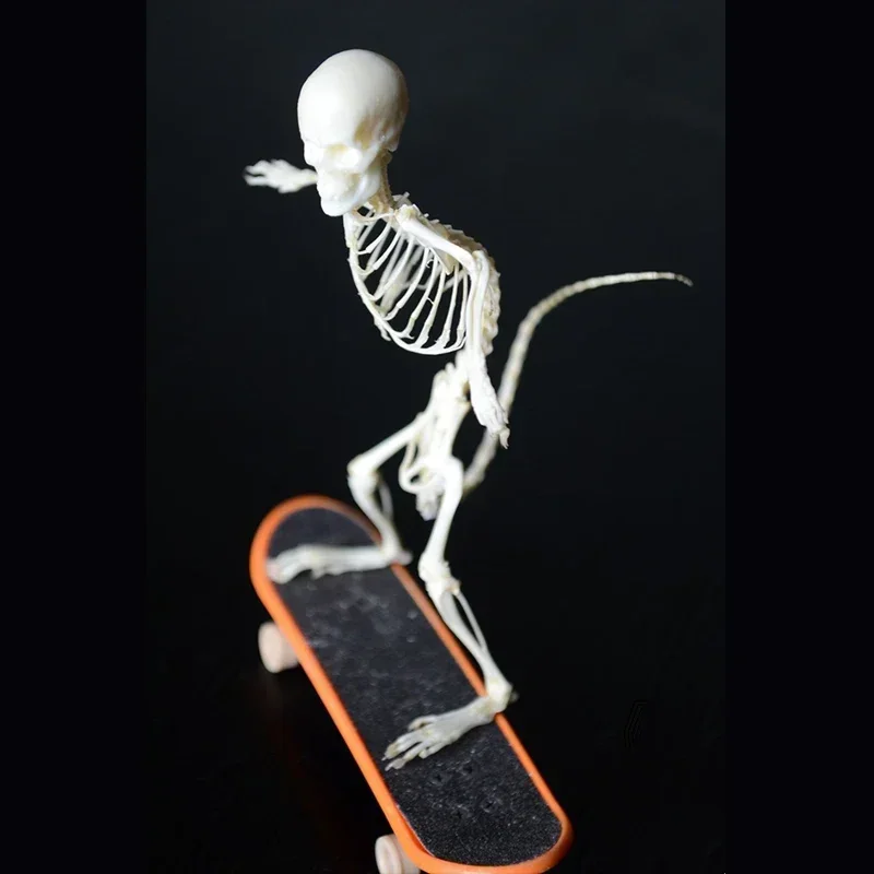 2022 Rodent Skeletal Art Urban Relic Display Gothic Skate Culture Bone Dynamics Artisan Replica Pink Mouse Ossuary Sculpture Art
2022 Rodent Skeletal Art Urban Relic Display Gothic Skate Culture Bone Dynamics Artisan Replica Pink Mouse Ossuary Sculpture Art