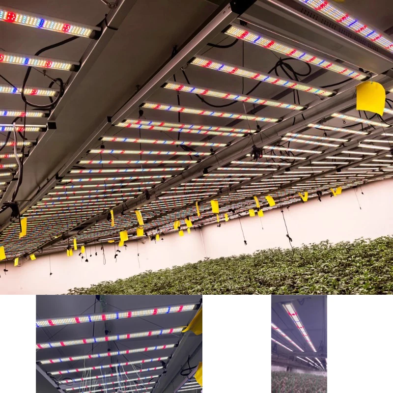 Освещение для выращивания теплиц мощностью 1000 Вт, 4x6 футов, дополнительное освещение для роста растений 1,8 метра
Освещение для выращивания теплиц мощностью 1000 Вт, 4x6 футов, дополнительное освещение для роста растений 1,8 метра