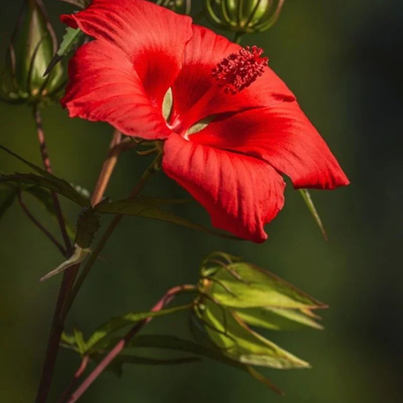 Шины и колеса RC Short Course Truck 17 мм Hex для 1:7 1:8 RC Truck Car HSP TRXS UDR FS FSR Atom ARRMA Mojave DB8 YK4072 DF7 
Шины и колеса RC Short Course Truck 17 мм Hex для 1:7 1:8 RC Truck Car HSP TRXS UDR FS FSR Atom ARRMA Mojave DB8 YK4072 DF7