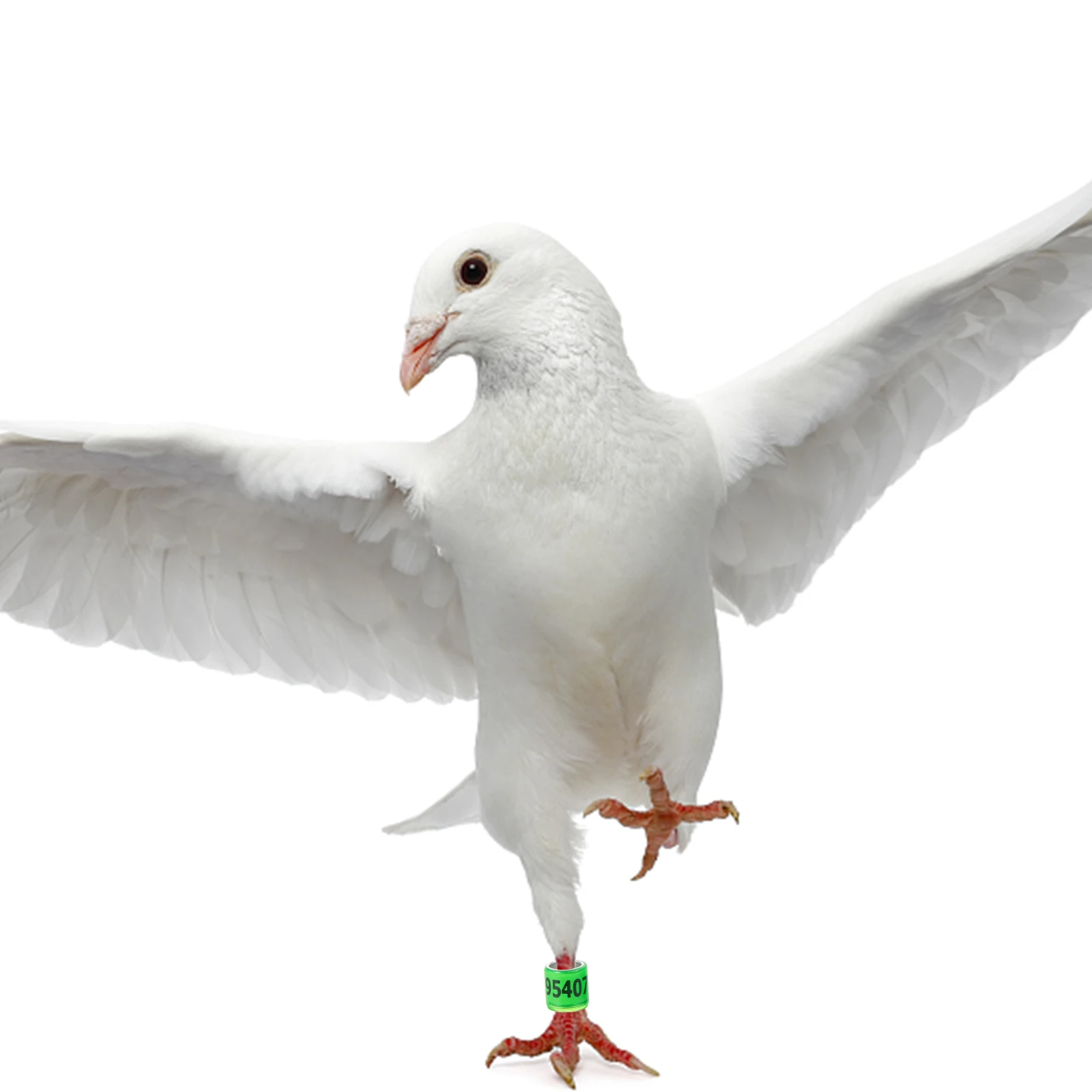 100 Pcs Pigeon Ring Racing Anklet Baby Birds for Small Aluminum Plastic Leg Bands Poultry
100 Pcs Pigeon Ring Racing Anklet Baby Birds for Small Aluminum Plastic Leg Bands Poultry