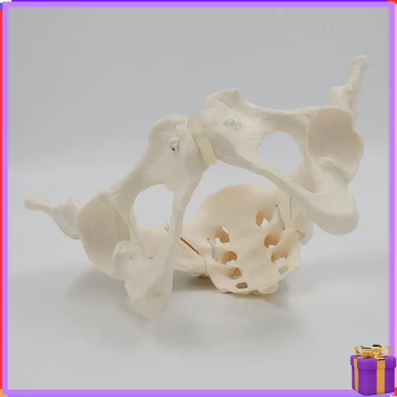 1 Piece 1:1 Female Pelvis Model Life Size Female Pelvic Skeleton Model For Science Education
1 Piece 1:1 Female Pelvis Model Life Size Female Pelvic Skeleton Model For Science Education