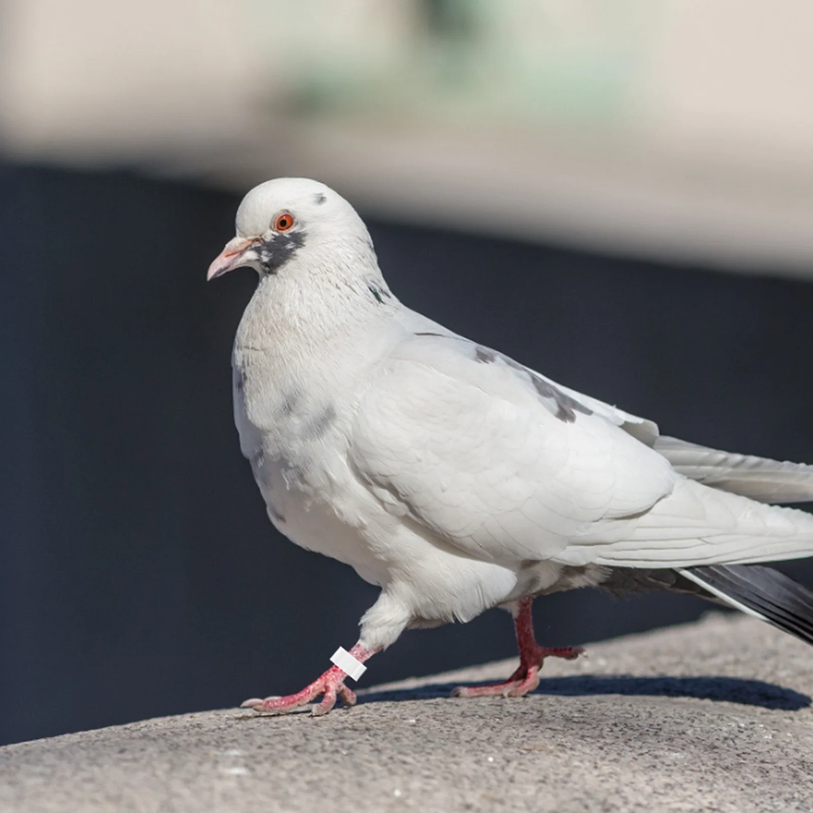100Pcs Pigeon Foot Rings Durable Plastic Pigeon Leg Bands for Breeding and Identification Bird Leg Rings Bird Accessories
100Pcs Pigeon Foot Rings Durable Plastic Pigeon Leg Bands for Breeding and Identification Bird Leg Rings Bird Accessories