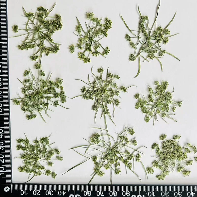 60pcs Pressed Dried Green Ammi visnaga Flower Herbarium For Resin Epoxy Jewelry Card Bookmark Frame Phone Case Makeup Lamp
60pcs Pressed Dried Green Ammi visnaga Flower Herbarium For Resin Epoxy Jewelry Card Bookmark Frame Phone Case Makeup Lamp