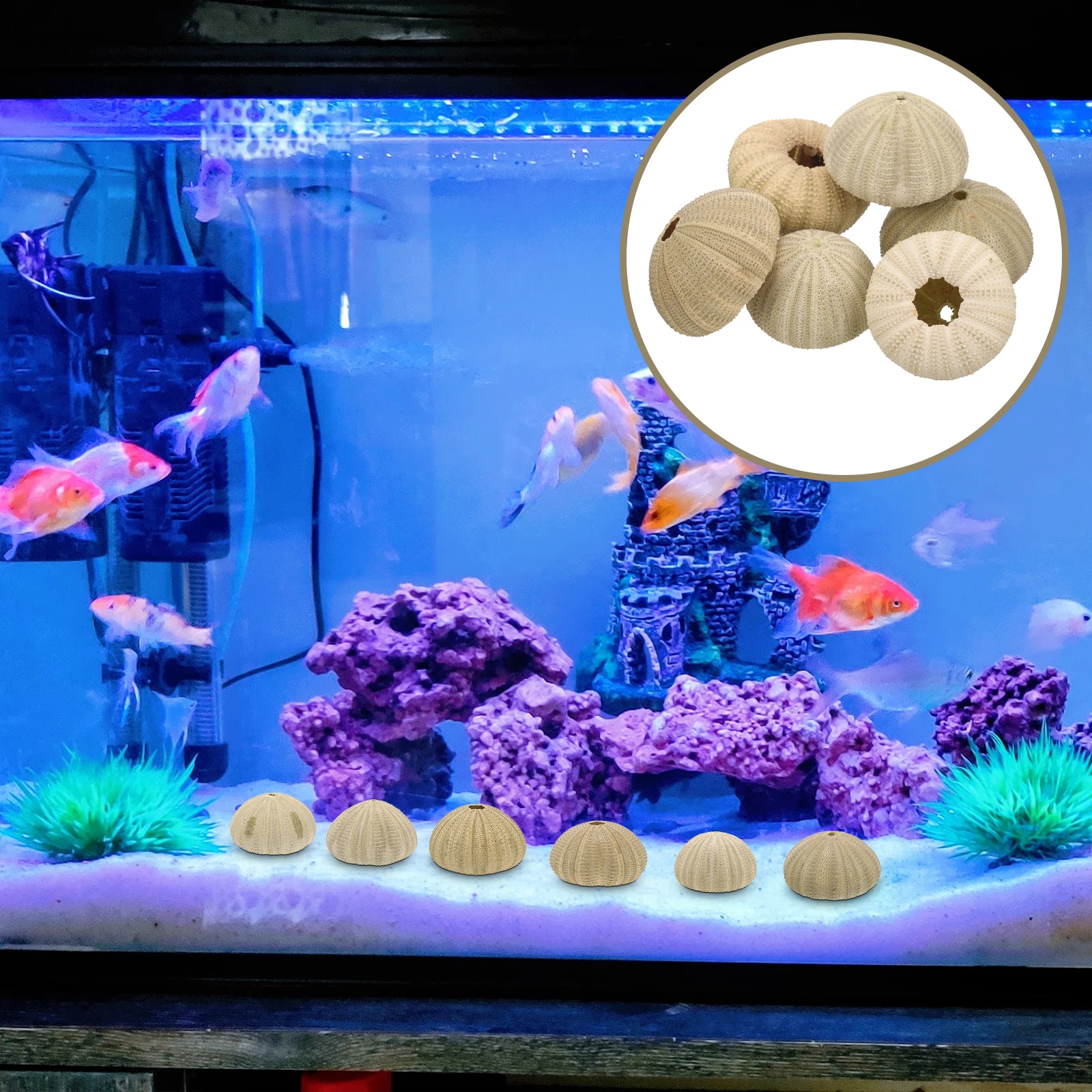 6 Pcs Urchin Shells Decoration 4 6CM Green Home Aquarium Fish Natural Sea Urchin Shells Tank Ornaments DIY Crafts Pet Supplies
6 Pcs Urchin Shells Decoration 4 6CM Green Home Aquarium Fish Natural Sea Urchin Shells Tank Ornaments DIY Crafts Pet Supplies