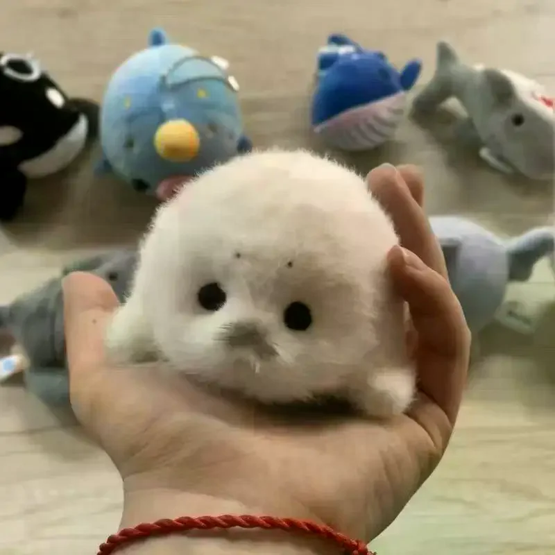 Мягкая игрушка-подвеска в виде морского кота, симпатичная кукла-подвеска для сумки, сувенир, подарок
Мягкая игрушка-подвеска в виде морского кота, симпатичная кукла-подвеска для сумки, сувенир, подарок
