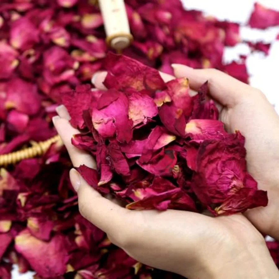 300+ PCS Biodegradable Red Rose Petals Wedding Confetti, 20+ Cups Dried Flower Petals for Valentine's Day, Bath, Bridal Shower,
300+ PCS Biodegradable Red Rose Petals Wedding Confetti, 20+ Cups Dried Flower Petals for Valentine's Day, Bath, Bridal Shower,