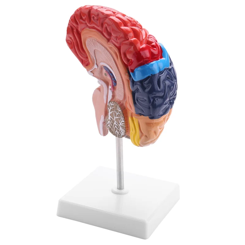 A57M-Cerebral Anatomical Model Anatomy 1:1 Half Brain Brainstem Teaching Lab Supplies
A57M-Cerebral Anatomical Model Anatomy 1:1 Half Brain Brainstem Teaching Lab Supplies