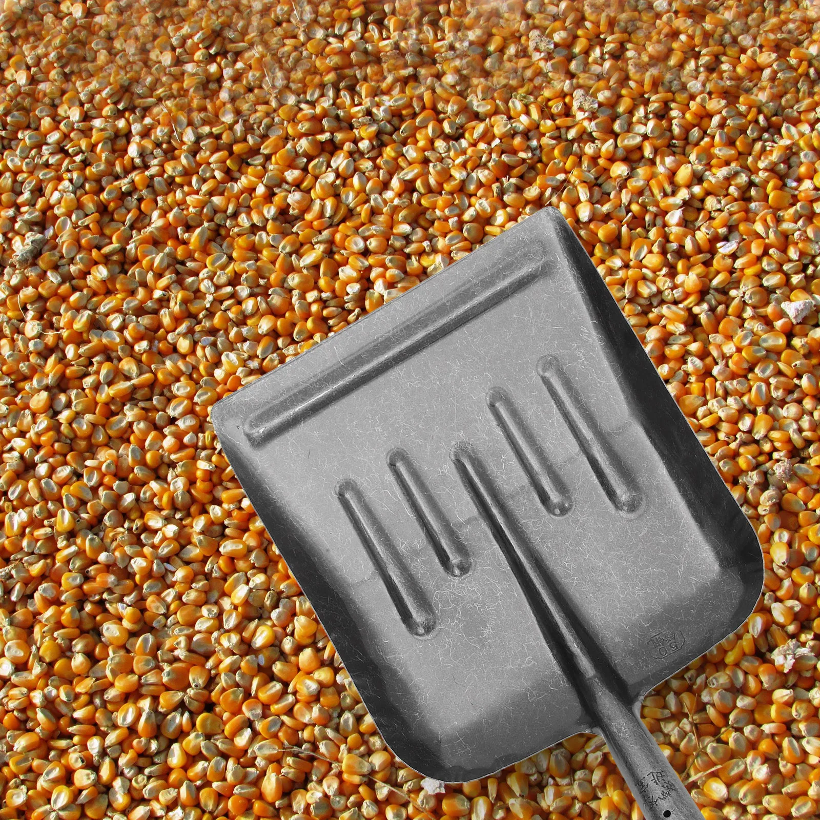 Manganese Steel Flat Shovel Garden Cleaning Tool For Chicken Coop Snow Removal Soil Sieve Hand Shovel Gardening Scraping
Manganese Steel Flat Shovel Garden Cleaning Tool For Chicken Coop Snow Removal Soil Sieve Hand Shovel Gardening Scraping