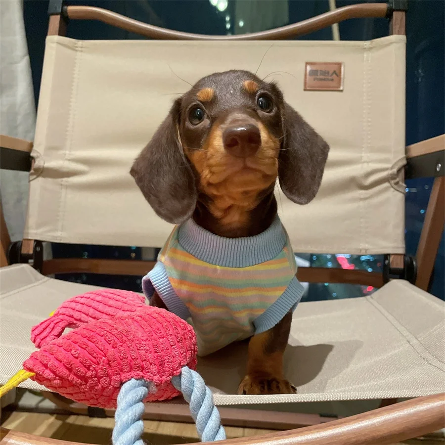 Puppy Vest Spring Summer Clothes For Small Medium Dogs Sweet Stripe Clothing for Little Dachshund Wiener Badgerdog Sausage Dogs
Puppy Vest Spring Summer Clothes For Small Medium Dogs Sweet Stripe Clothing for Little Dachshund Wiener Badgerdog Sausage Dogs