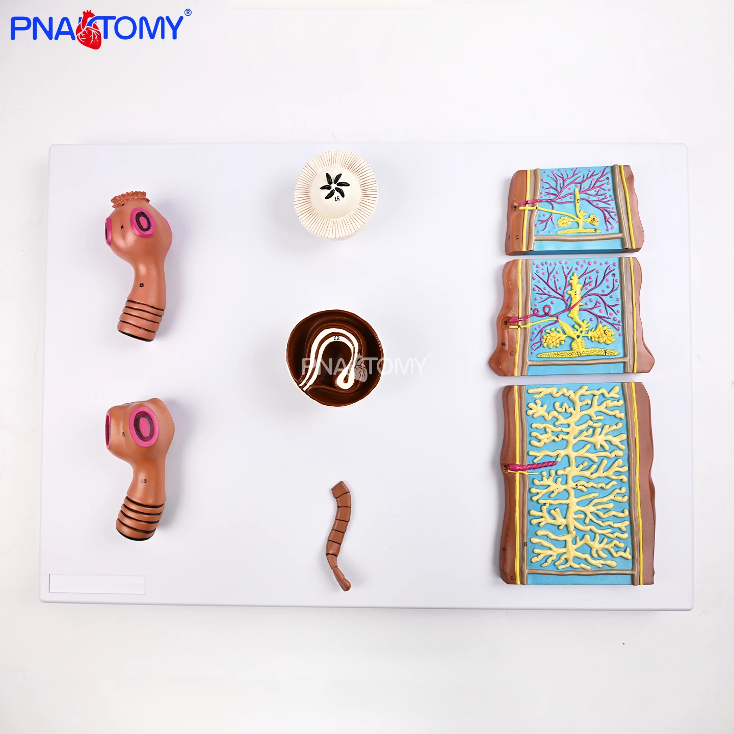 Comparative Model of Tapeworms, Pork Tapeworm and Beef Tapeworm Morphological Structure Comparison Model, Medical Parasite Teaching Model, Medical School Experimental Display Teaching Aids, Human Parasite Anatomy Comparison Model
Comparative Model of Tapeworms, Pork Tapeworm and Beef Tapeworm Morphological Structure Comparison Model, Medical Parasite Teaching Model, Medical School Experimental Display Teaching Aids, Human Parasite Anatomy Comparison Model