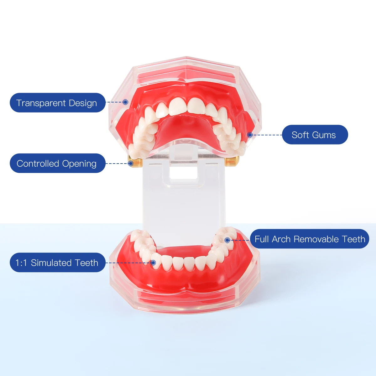Dental Extraction Model Dental Practice Tooth Model 28 Teeth Detachable Teaching Standard Teeth Lab Teaching Instrument AZDENT
Dental Extraction Model Dental Practice Tooth Model 28 Teeth Detachable Teaching Standard Teeth Lab Teaching Instrument AZDENT