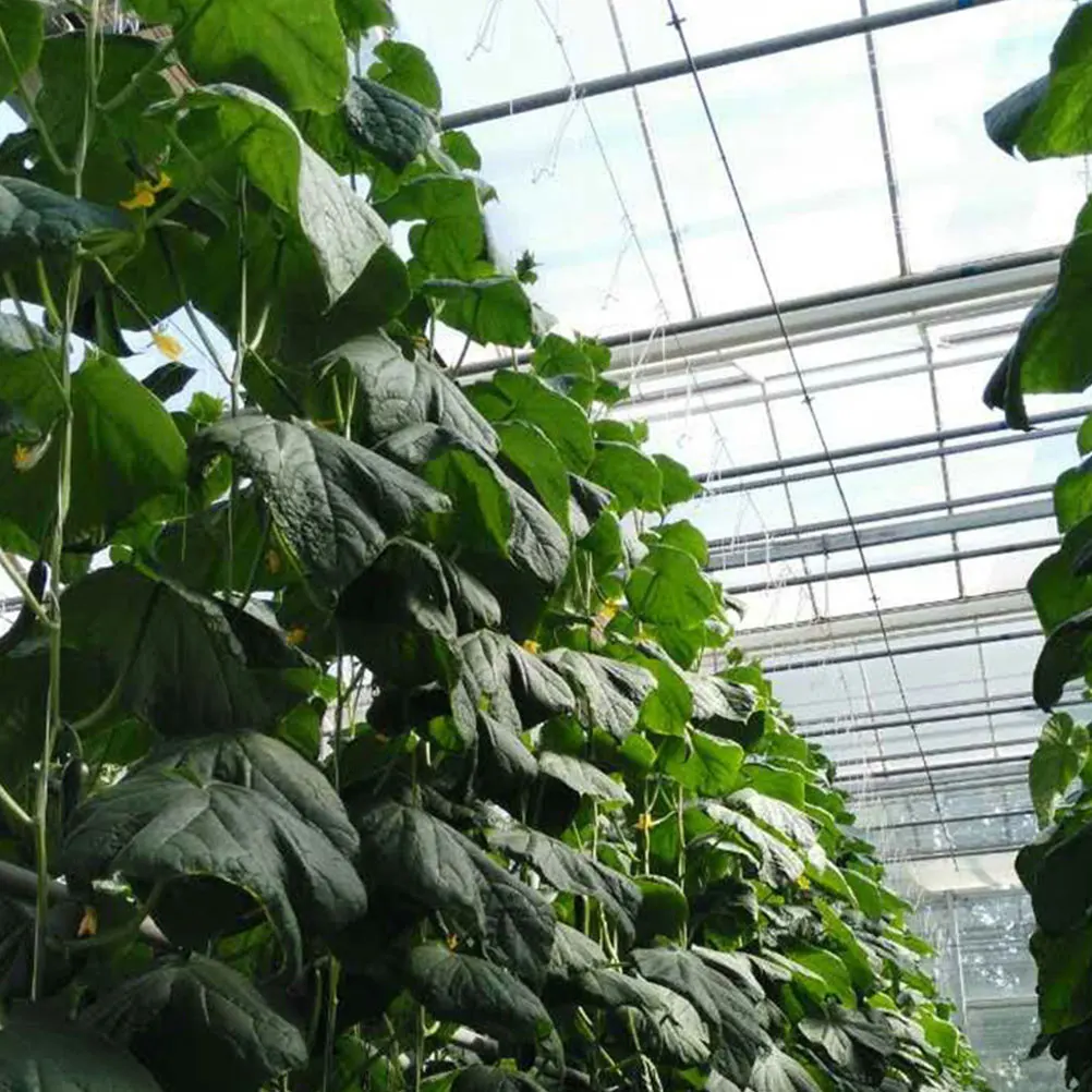 1 Set Tomato Trellis Hooks Weather Resistant Plant Growth Traction Rope Vine Support Greenhouse Tools Hanging Hook For Cherry
1 Set Tomato Trellis Hooks Weather Resistant Plant Growth Traction Rope Vine Support Greenhouse Tools Hanging Hook For Cherry