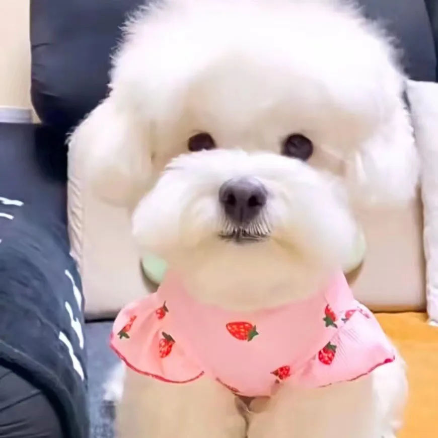 Pet Dog Shirt for Small Dogs Cute Strawberry Print Dog Clothes Fashion Puppy Sweatshirt Summer Cat Shirt Pet Vest Dog Supplies
Pet Dog Shirt for Small Dogs Cute Strawberry Print Dog Clothes Fashion Puppy Sweatshirt Summer Cat Shirt Pet Vest Dog Supplies