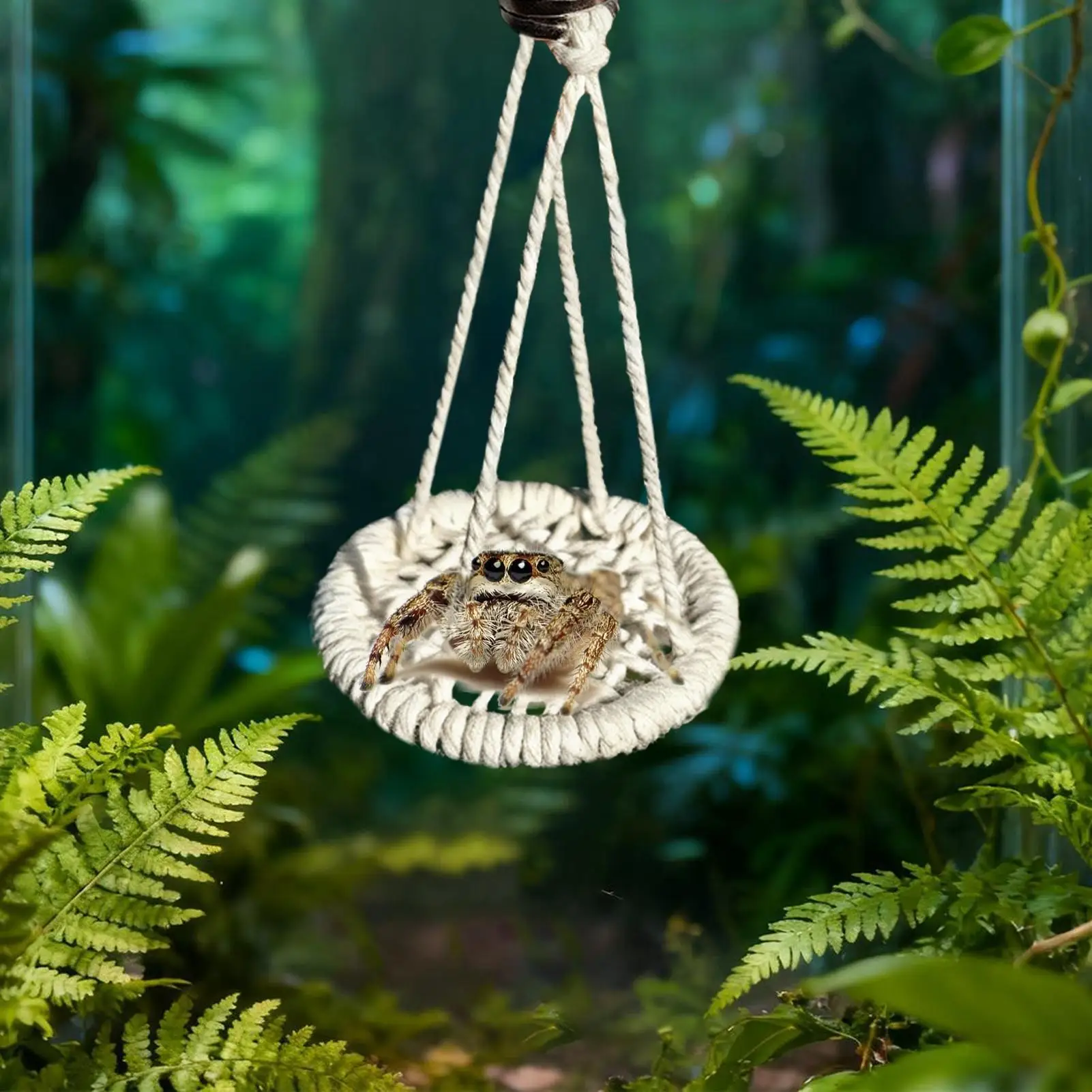 Jumping Spider Accessories Hangable Rope Swing Jumping Spider Terrarium Decor For Terrarium Breeding Geckos Tree Frogs Hermit
Jumping Spider Accessories Hangable Rope Swing Jumping Spider Terrarium Decor For Terrarium Breeding Geckos Tree Frogs Hermit