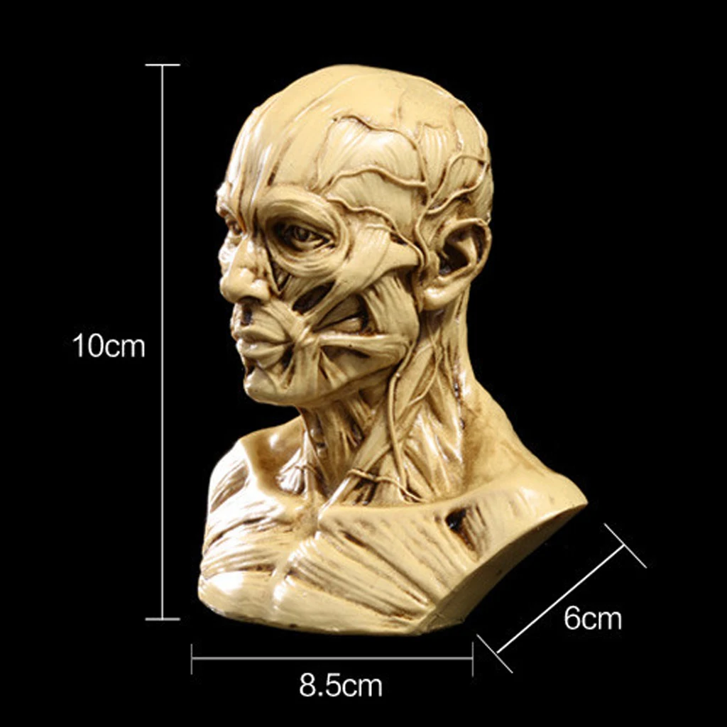 Анатомическая модель головы человека из смолы, античный белый бюст для рисования, учебы в школе и художественных занятий
Анатомическая модель головы человека из смолы, античный белый бюст для рисования, учебы в школе и художественных занятий