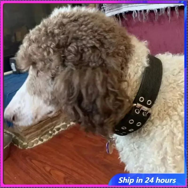 Nylon Dog Collars Adjustable Pet Neck Strap for Small Medium Large Dogs Cat Neckband Foam Padded Dog Collar Dog Accessories
Nylon Dog Collars Adjustable Pet Neck Strap for Small Medium Large Dogs Cat Neckband Foam Padded Dog Collar Dog Accessories
