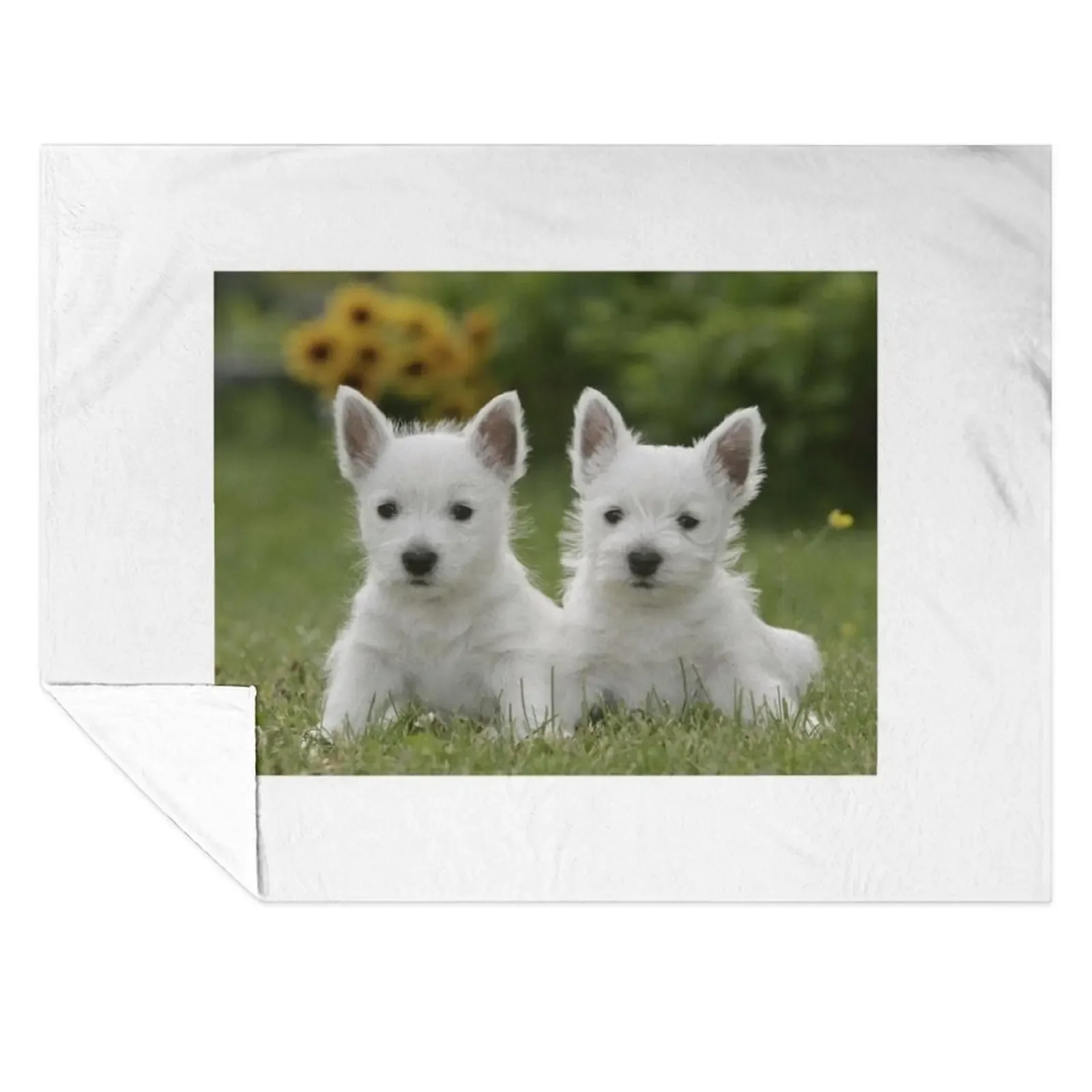 West Highland Terrier Westie Puppies Throw Blanket Luxury St Hairy Picnic Furry Blankets
West Highland Terrier Westie Puppies Throw Blanket Luxury St Hairy Picnic Furry Blankets