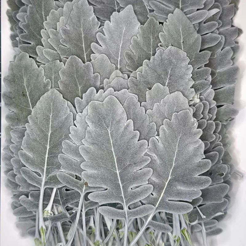 100 Dried Silver Leaf Chrysanthemum Leaf Specimens, Silver Leaves, DIY Decoration, Teaching, Creative Handmade Materials, Dried Flowers, Pressed Flowers, Photo Frame
100 Dried Silver Leaf Chrysanthemum Leaf Specimens, Silver Leaves, DIY Decoration, Teaching, Creative Handmade Materials, Dried Flowers, Pressed Flowers, Photo Frame