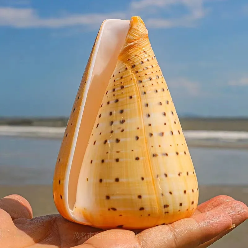 Natural Yellow Corn Snail Seashell Rare Sea Shells Home Decoration Accessories Aquarium Decoration Shell Decoration Crafts
Natural Yellow Corn Snail Seashell Rare Sea Shells Home Decoration Accessories Aquarium Decoration Shell Decoration Crafts