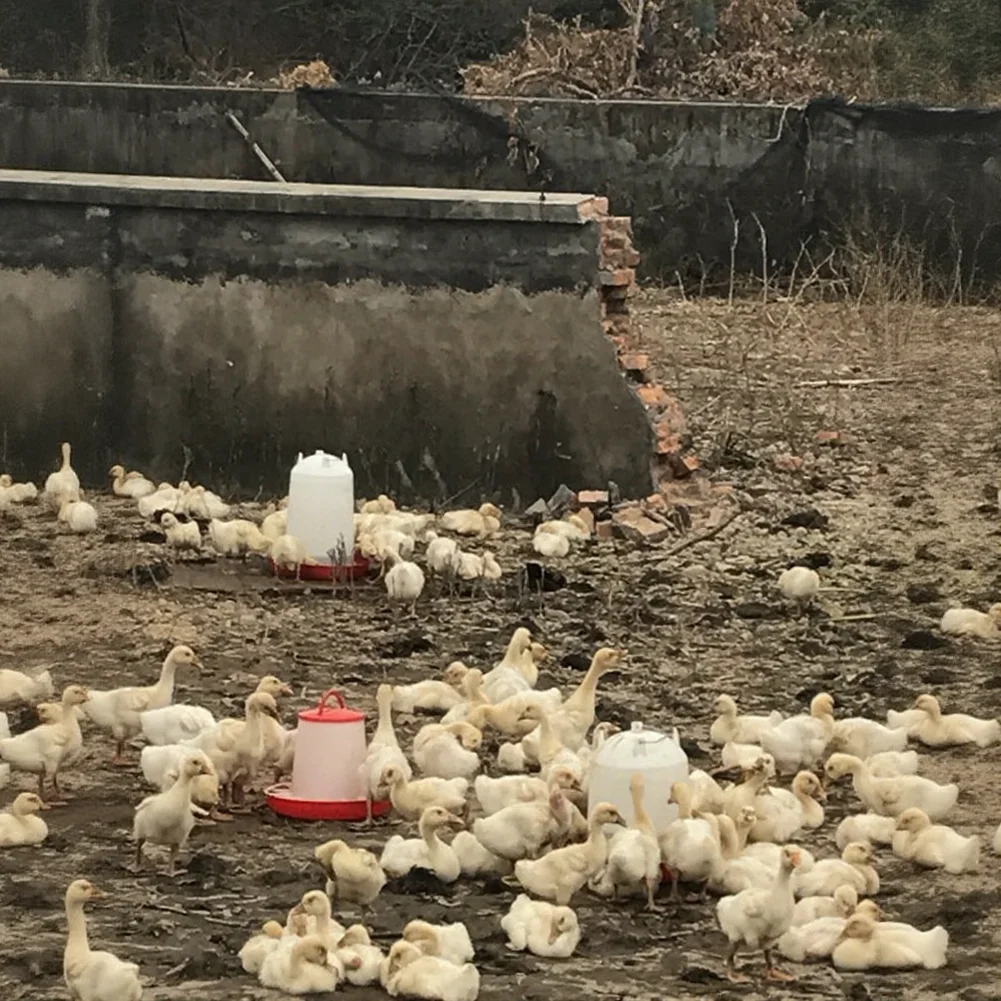 Chicken Duck Goose Watering Device with Vacuum Mechanism Ensures Steady Supply Without Manual Adjustment Needed
Chicken Duck Goose Watering Device with Vacuum Mechanism Ensures Steady Supply Without Manual Adjustment Needed