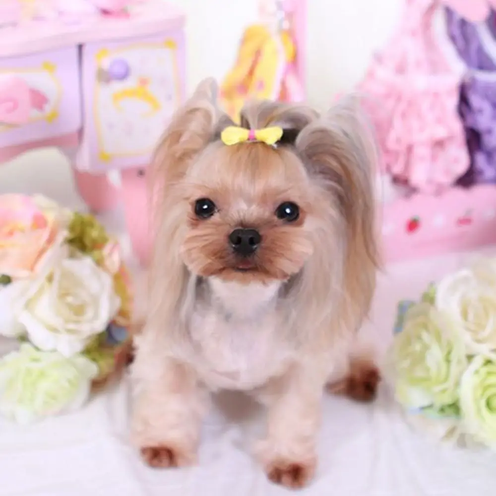 Lovely 5pcs Pet Grooming Beautiful Handmade Dog Accessories Pet Hair Clips Hairpin Headdress Bow knot
Lovely 5pcs Pet Grooming Beautiful Handmade Dog Accessories Pet Hair Clips Hairpin Headdress Bow knot