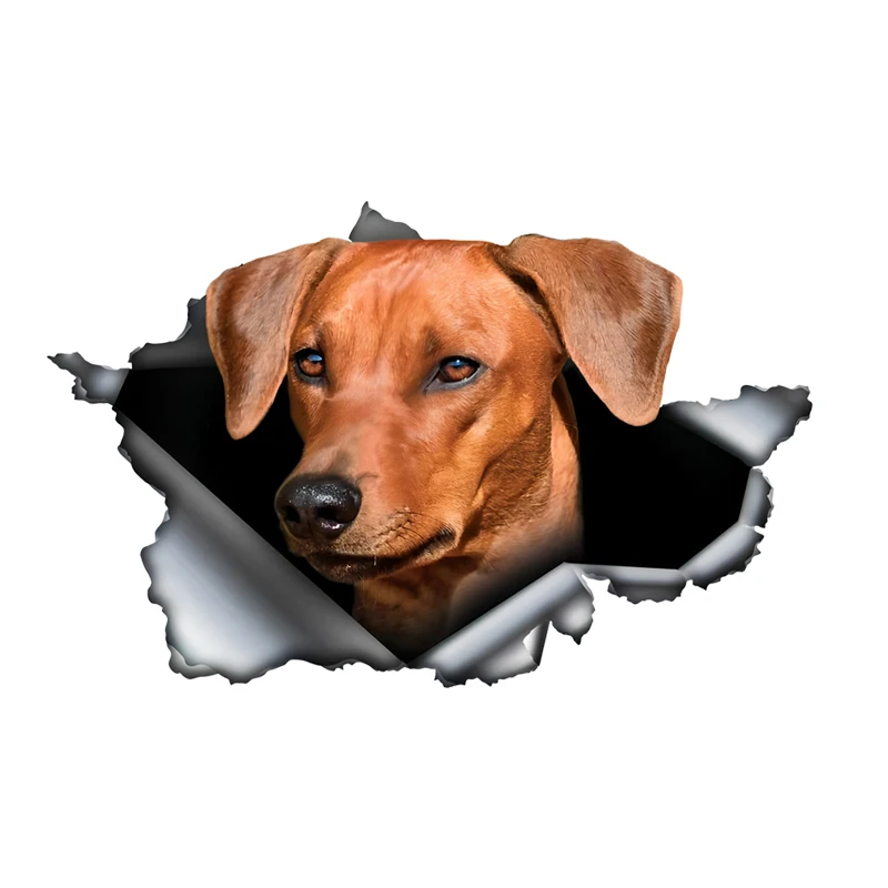 DK495# Brown Pinscher Car Stickers, Waterproof Pvc Animal Decals With 3D Effect, Block Scratches and Increase Fun Auto Parts
DK495# Brown Pinscher Car Stickers, Waterproof Pvc Animal Decals With 3D Effect, Block Scratches and Increase Fun Auto Parts