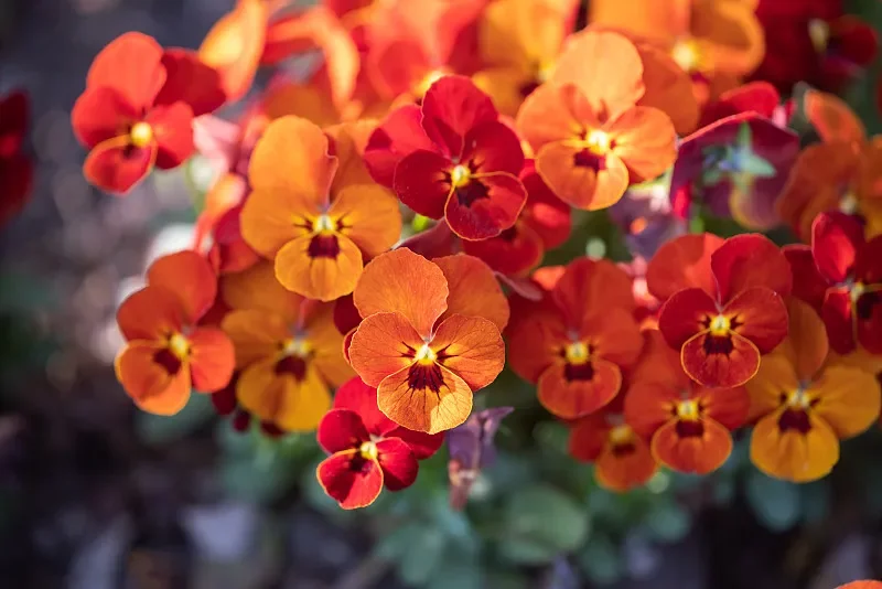 ToolkitRC WM150 150A 50V Анализатор мощности RC - ваттметр с ЖК-дисплеем, тестер напряжения/тока с выходом ШИМ для FPV Drone RC Car
ToolkitRC WM150 150A 50V Анализатор мощности RC - ваттметр с ЖК-дисплеем, тестер напряжения/тока с выходом ШИМ для FPV Drone RC Car