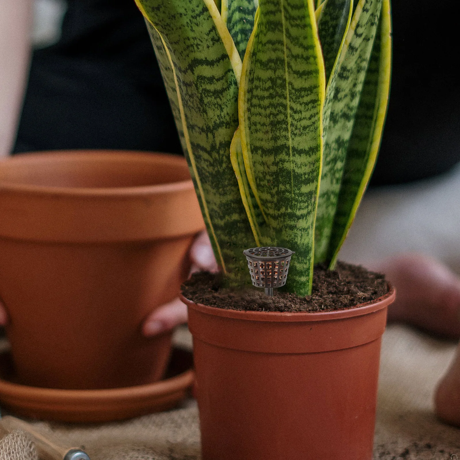 20 шт., коробка для удобрений, пластиковая сетчатая корзина для бонсай, орхидеи, цветочной растения, медленный выпуск, питательный садовый инструмент, защита от маленьких животных
20 шт., коробка для удобрений, пластиковая сетчатая корзина для бонсай, орхидеи, цветочной растения, медленный выпуск, питательный садовый инструмент, защита от маленьких животных