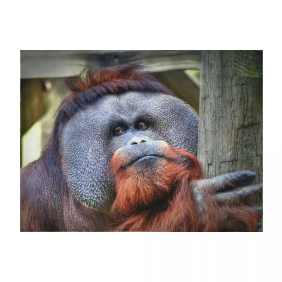 Orangutan Throw Blanket Decorative Throw Sofas Cute Plaid Soft Plush Plaid Blankets
Orangutan Throw Blanket Decorative Throw Sofas Cute Plaid Soft Plush Plaid Blankets