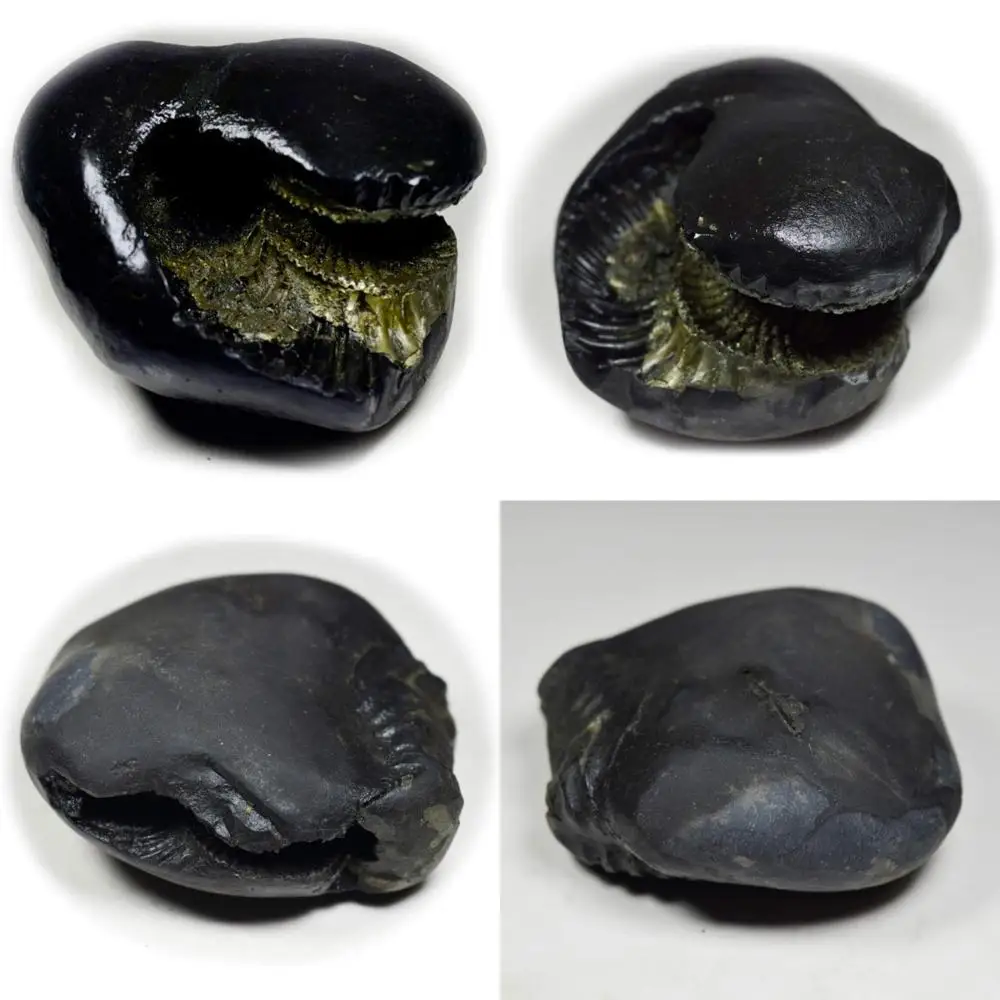 Оптовая продажа, качество A+, 55-каратный шелляграммный камень от Gandaki River, Nepal: Original Fossil для Lord Vishnu Devotees
Оптовая продажа, качество A+, 55-каратный шелляграммный камень от Gandaki River, Nepal: Original Fossil для Lord Vishnu Devotees