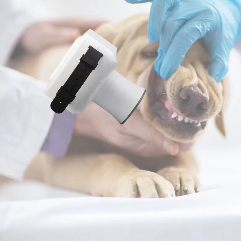 Pet cat and dog veterinarian with sensors, medical instruments, dental x-ray machine
Pet cat and dog veterinarian with sensors, medical instruments, dental x-ray machine