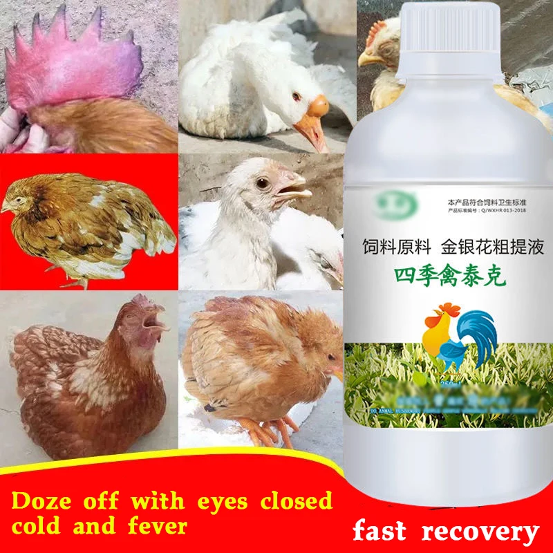 Chickens, ducks, geese, pigeons, poultry, cold, not eating, tilted head, drooping wings, closed eyes, green stools
Chickens, ducks, geese, pigeons, poultry, cold, not eating, tilted head, drooping wings, closed eyes, green stools
